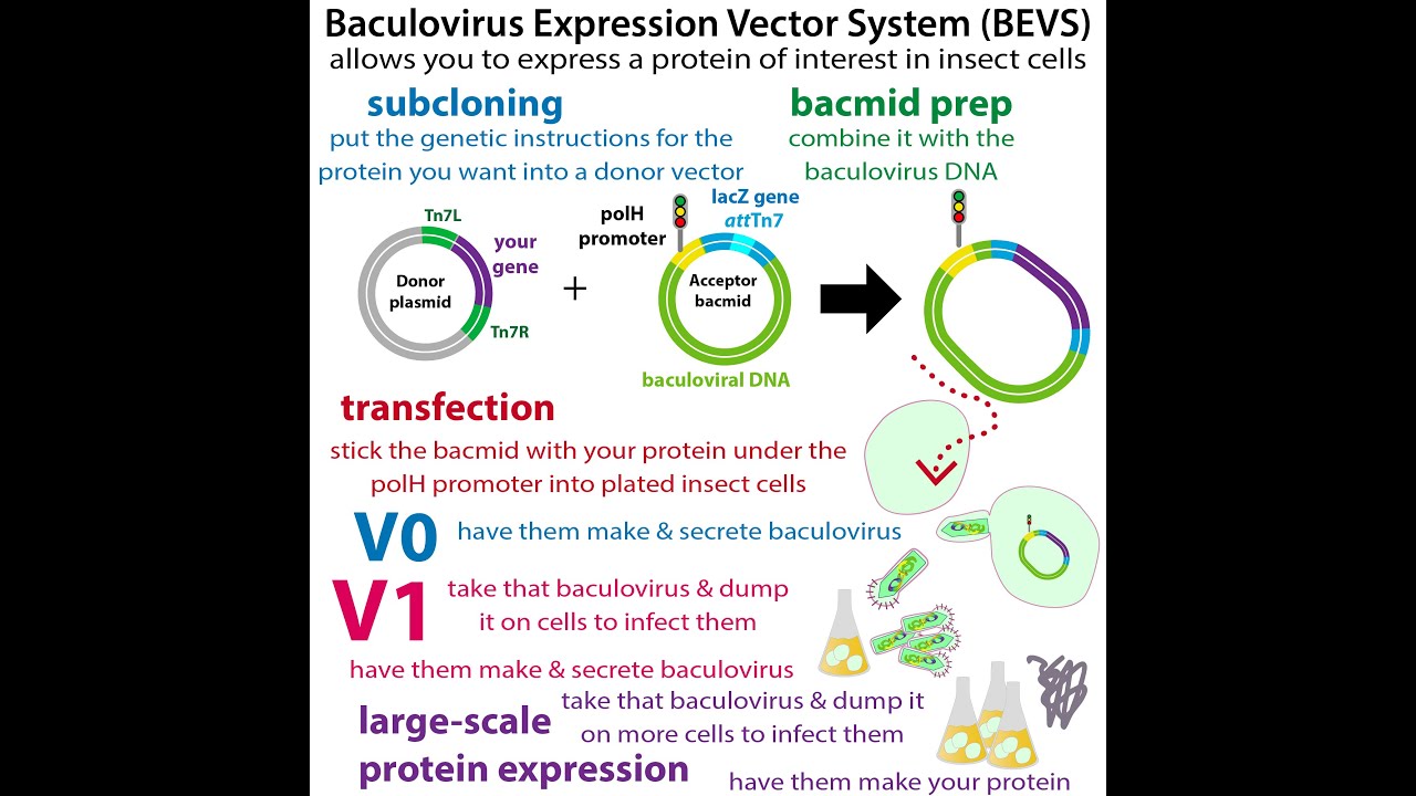 Baculovirus Expression Vector Systems (getting insect cells to make protein for us)