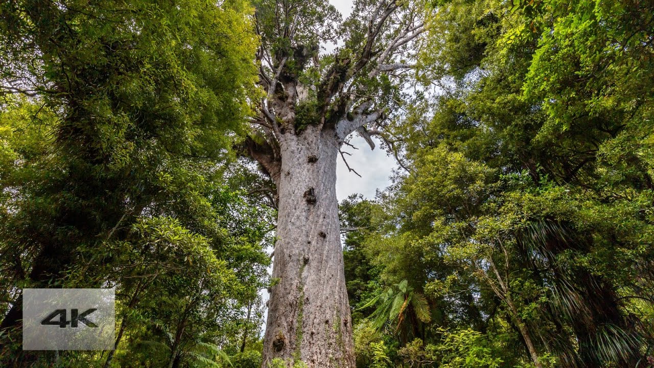 Peaceful Walk in NZ Lush Ancient Forests & Giant Trees - Sound of Rain & Native Songbirds