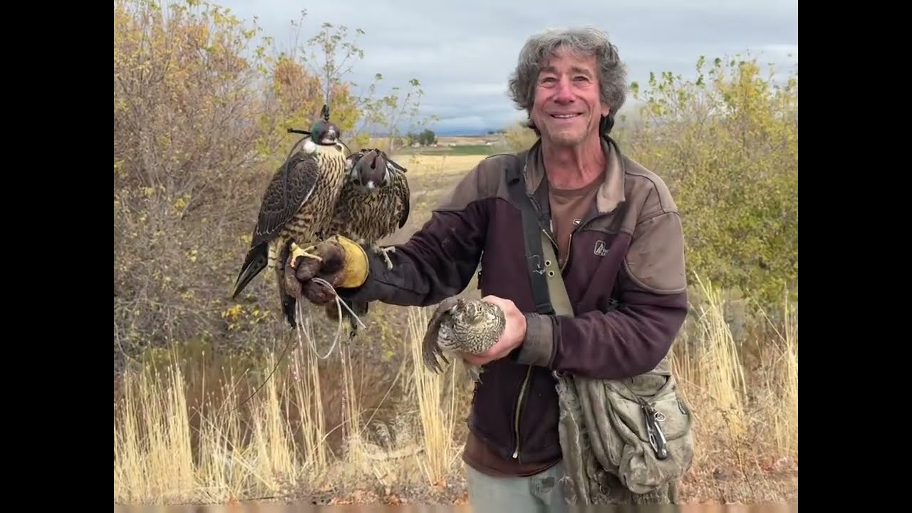 Sharp tail Grouse Hawking with Peregrine Falcons 