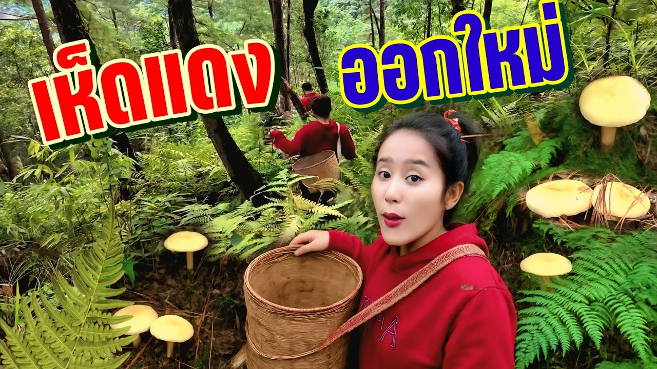 วิถีชีวิตคนดอย ep.881 เดินป่าผจญภัยหาของป่าในฤดูฝนจ้า