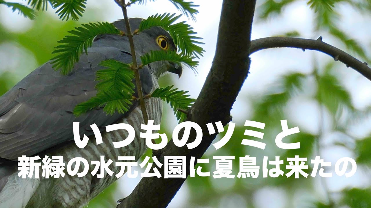 公園の猛禽ツミと新緑の水元公園を探鳥