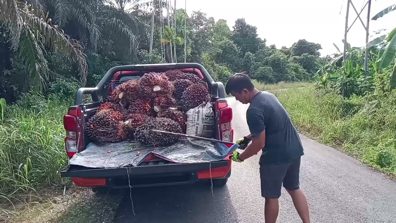 Panen Sawit Lagi, Last Panen Untuk Tahun 2025.