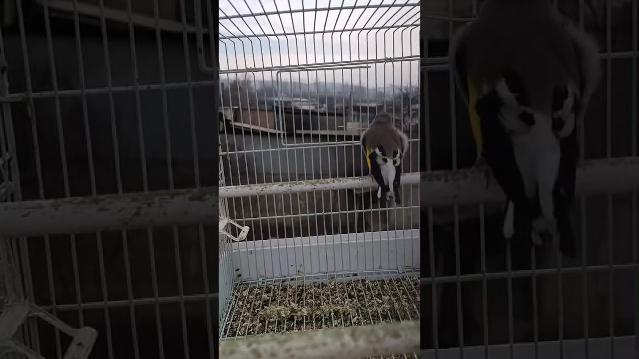 Чир чир саба #щегол #birds