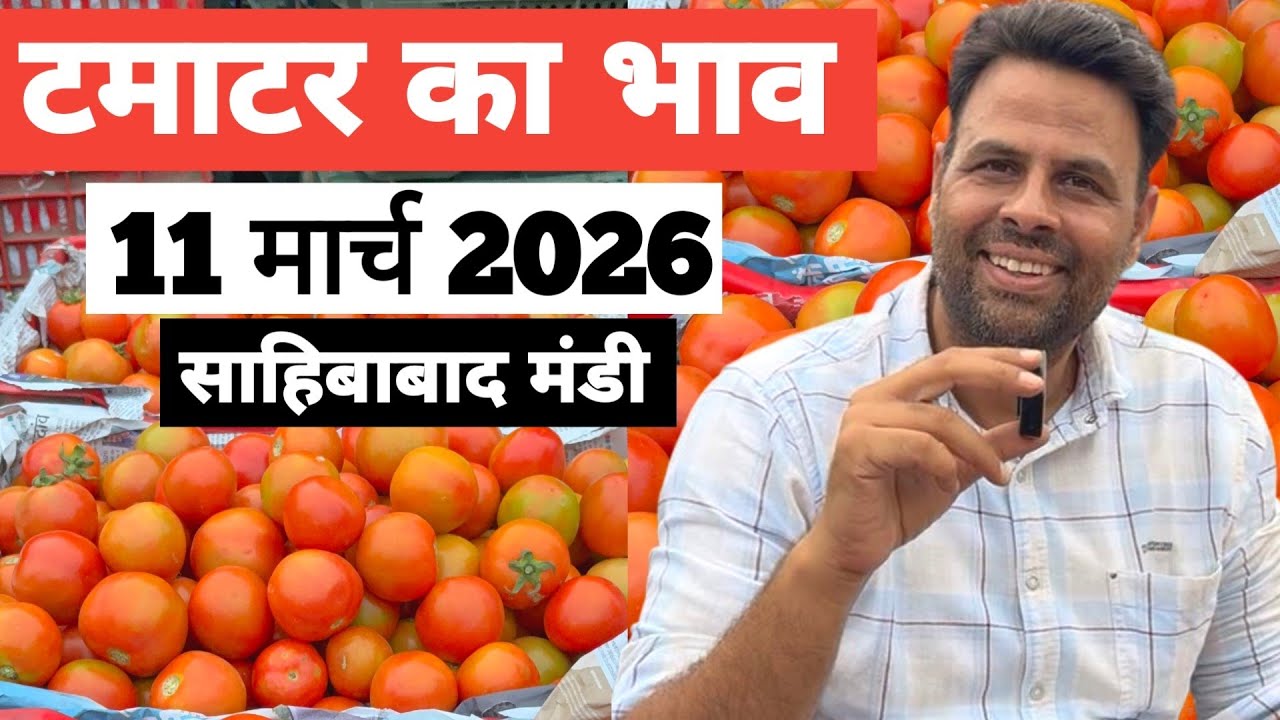 11 March 2026🍅टमाटर का भाव साहिबाबाद मंडी |Today tomato rates in sahibabad mandi delhi NCR 