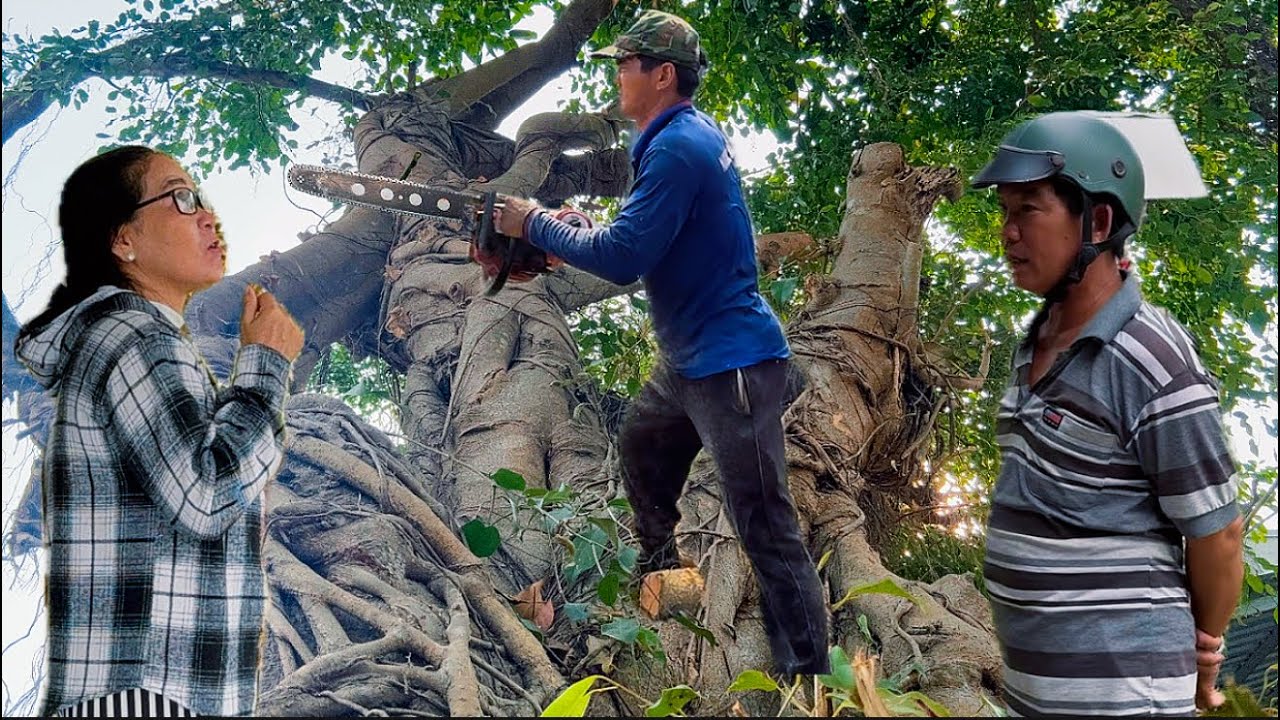 Cưa cây xanh ở tà dung siêu to tàn siêu khủng ￼