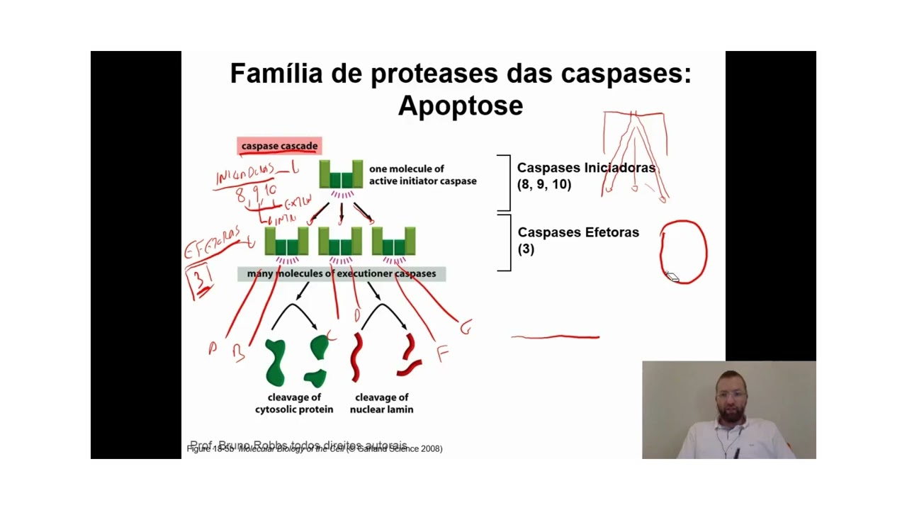 Qual a função das Caspases no processo de apoptose?