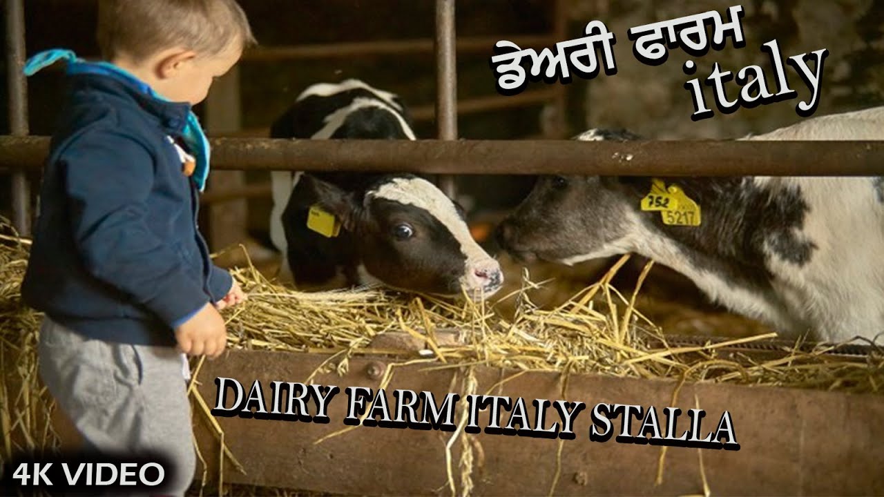 Dairy Farm Italy | Lavoro Di Stalla in Modena Milan Italia