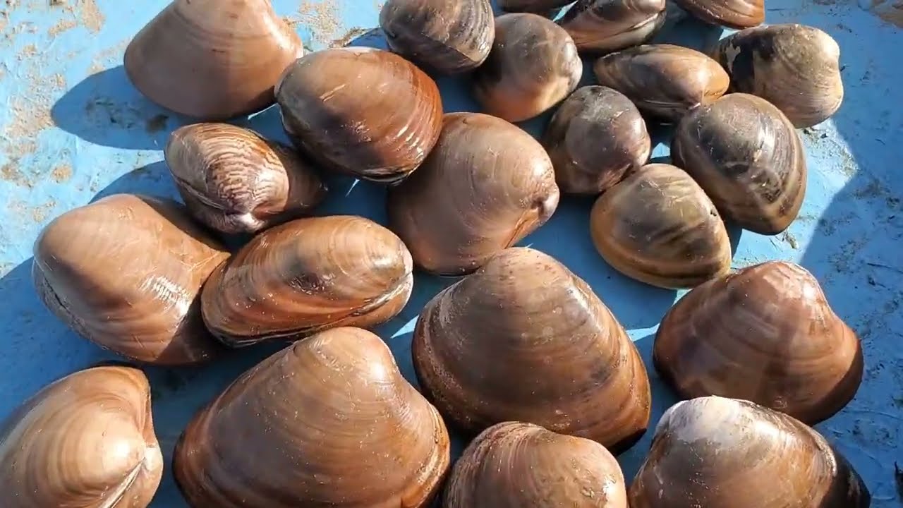 Así se busca y se saca la almeja chocolata