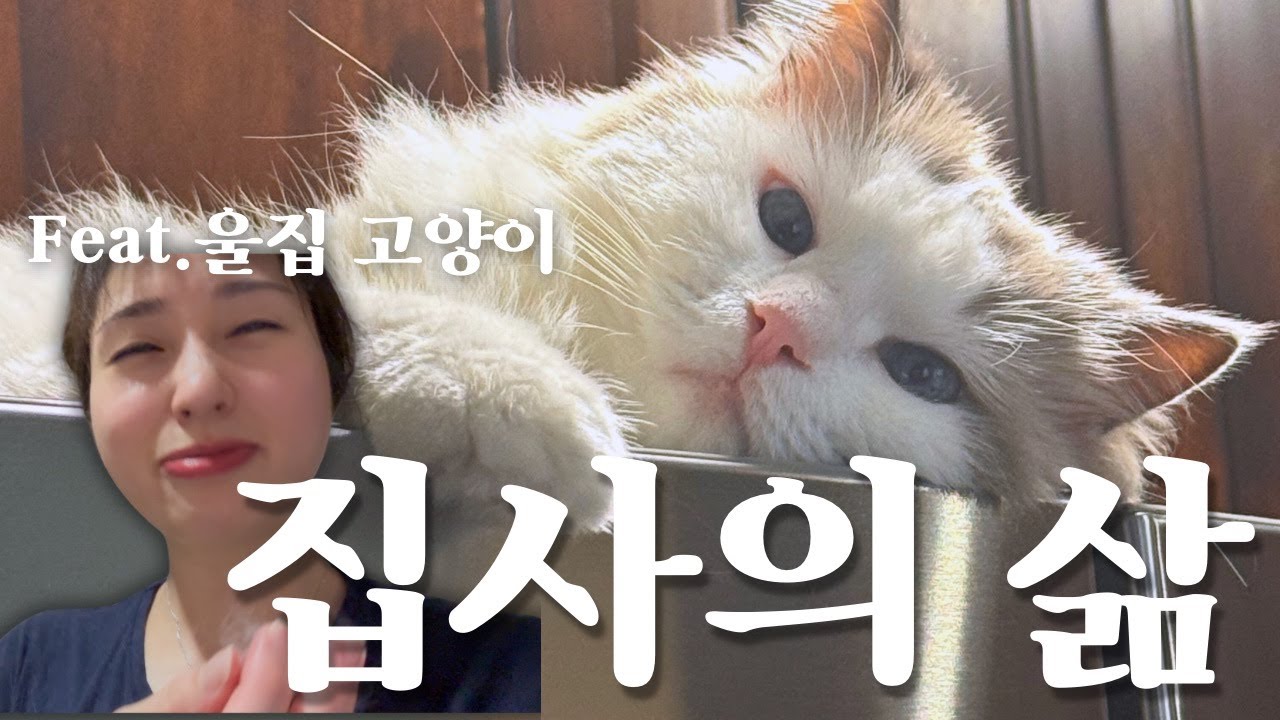 미국일상vlog | 고양이 집사라면 응당.. 🐱 털과의 전쟁❤️‍🩹 / 고양이 목욕시키는 방법, 약먹이는 방법, 고양이 사춘기 Cat mom ‘s life〰️