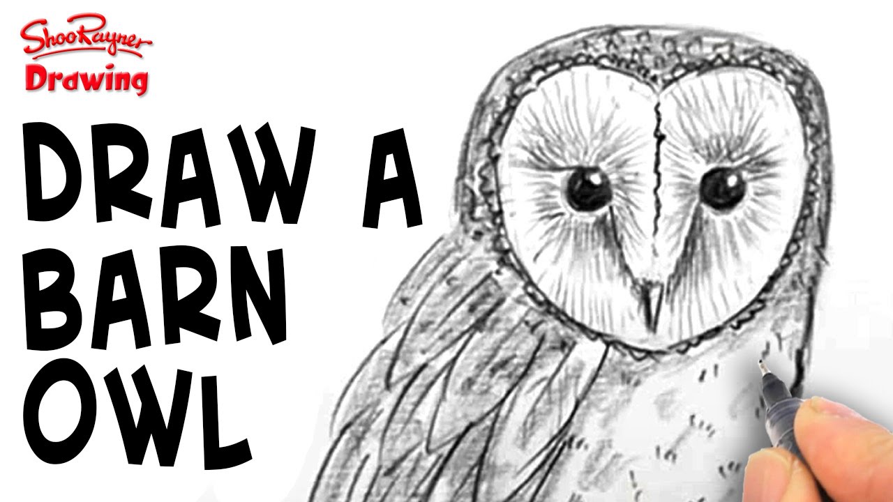 How to draw a Barn Owl - Spoken Tutorial