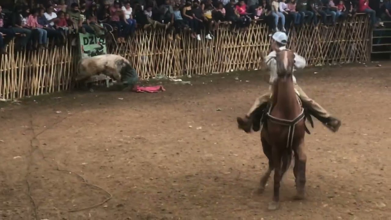 El perro salvaje en dzi 2022/tradición yuca