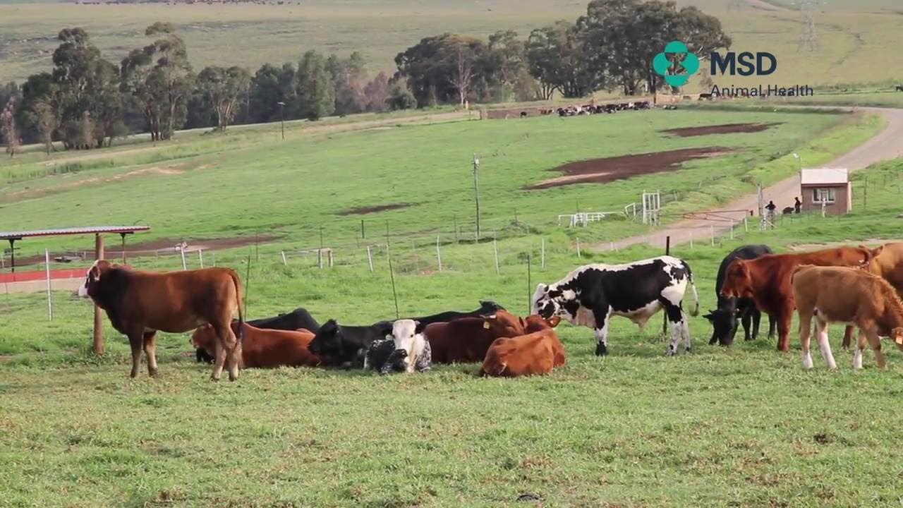 MSD Animal Health Cattle treatment techniques
