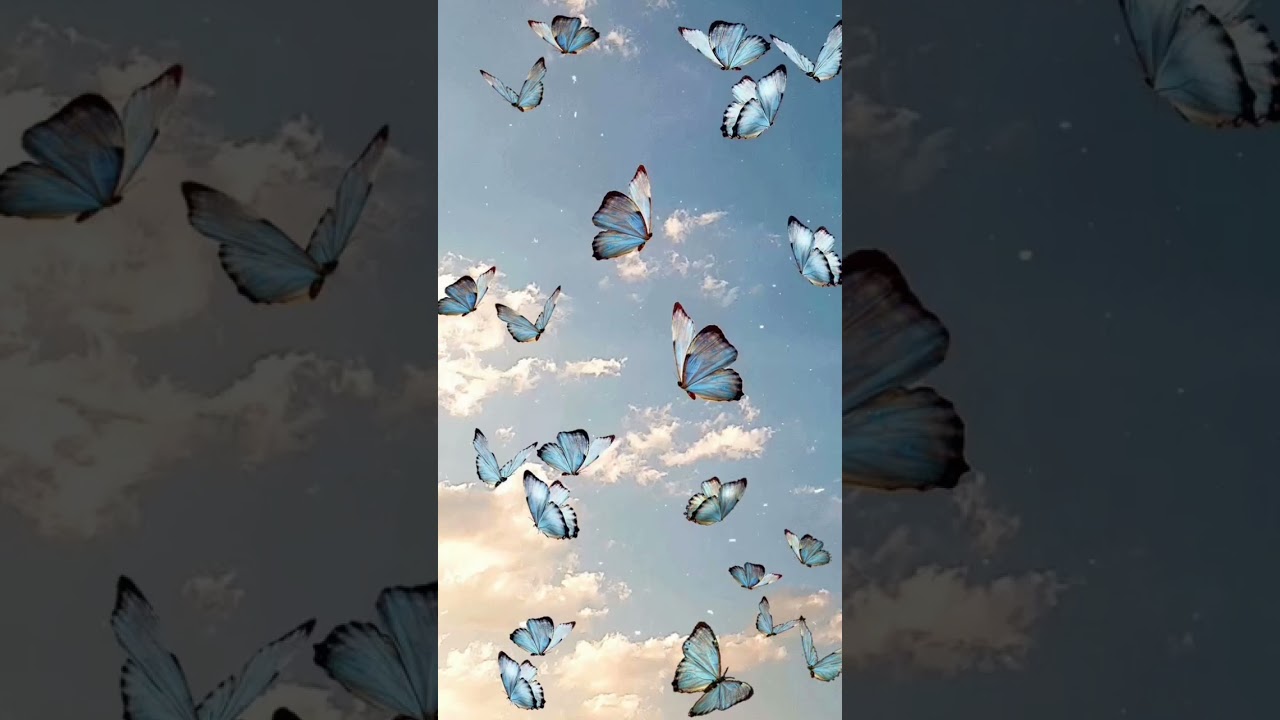 Aesthetic butterfly wallpaper... 🧸🌷 #music #aesthetic #song #edit #lyrics #art #aestheic