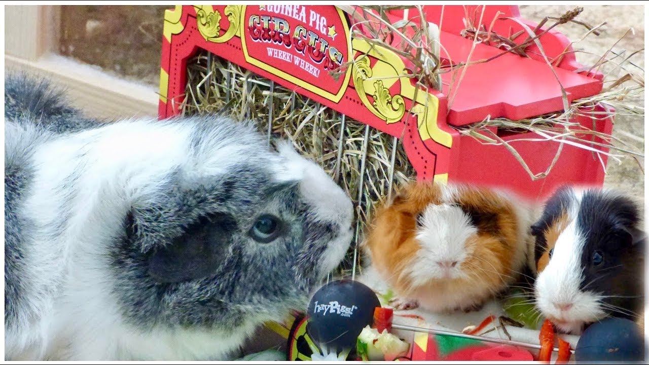 Guinea Pigs Going to the Circus | HayPigs Unboxing