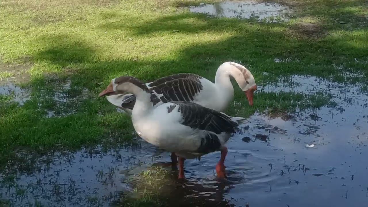 Beautiful Duck part 7