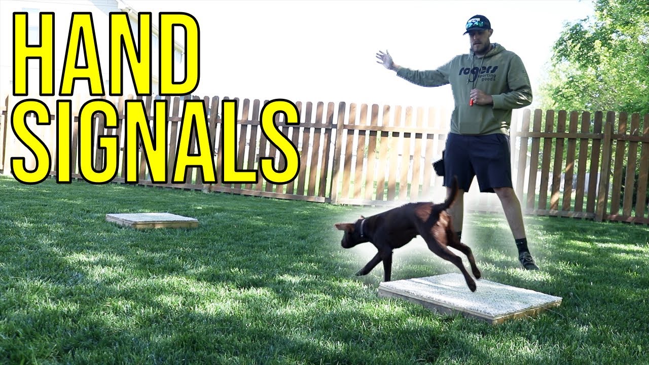 Hand Signals | Training My Retriever Week 13 & 14