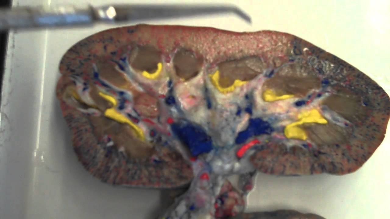 Sagittal View of Kidney