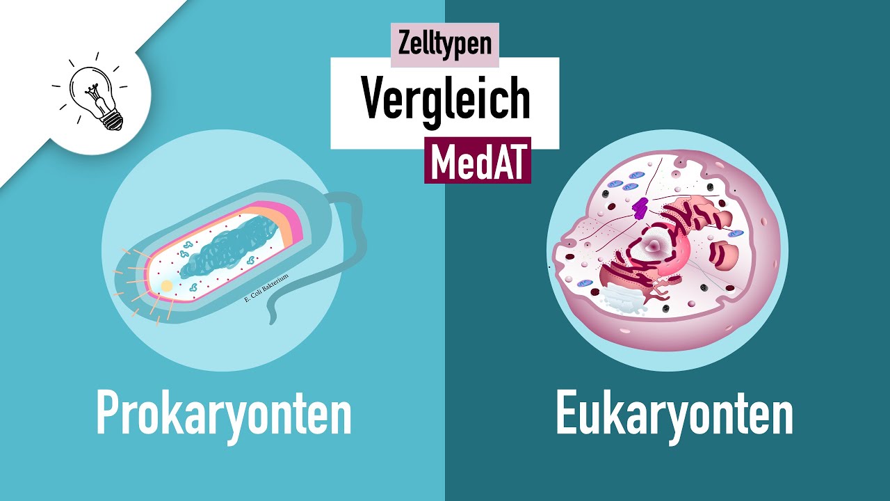 Zelltypen I - Prokaryonten vs. Eukaryonten | MedAT | Biologie