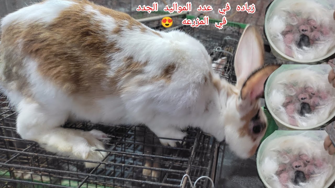 هقولك ليه انا بنكسب كتير من مشروع الارانب في الصيف