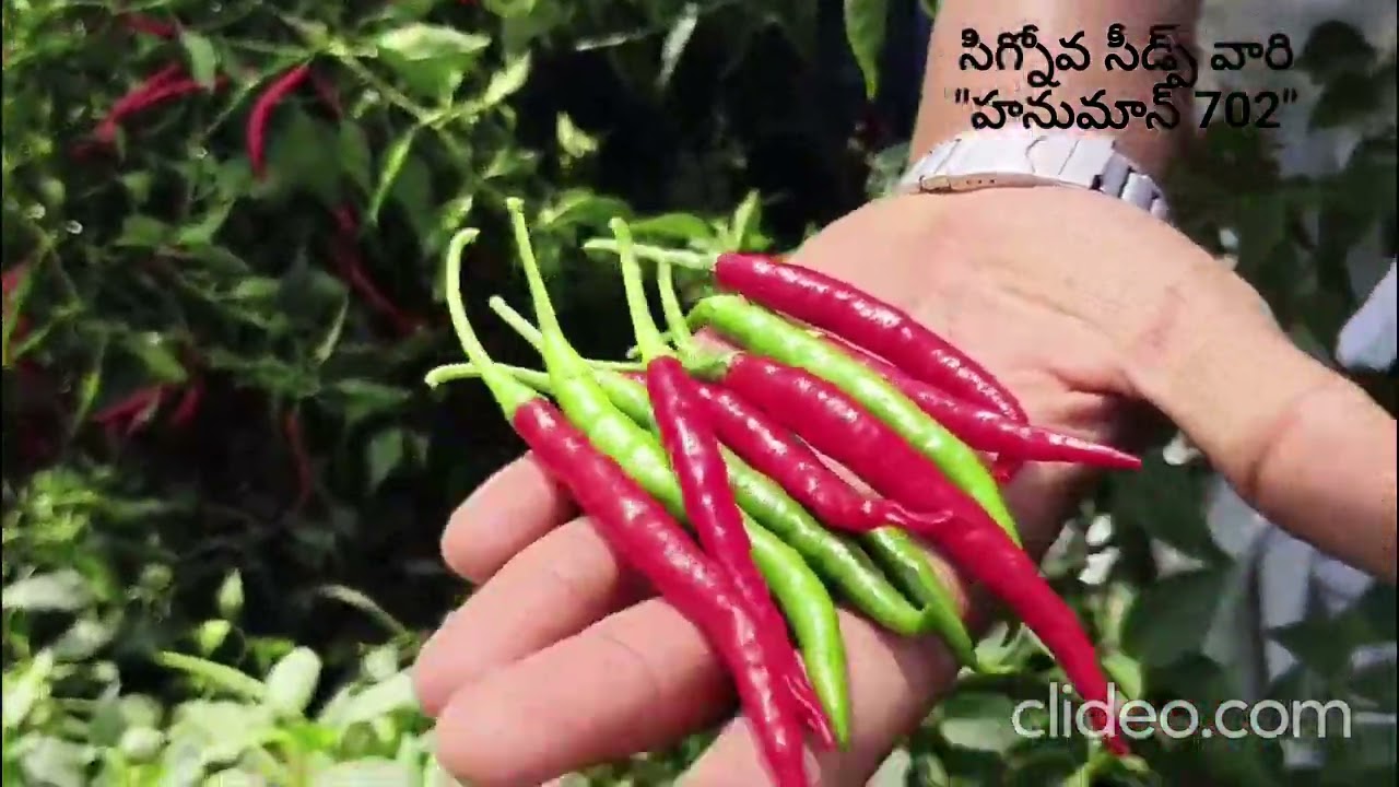 Chilli#Hanuman 702#Signova Seeds#హనుమాన్ 702