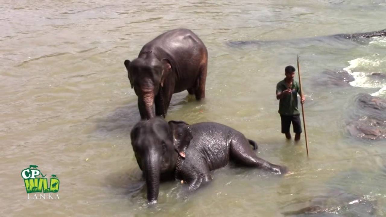 Herd of elephants bathing at Pinnawala Elephant Orphanage !