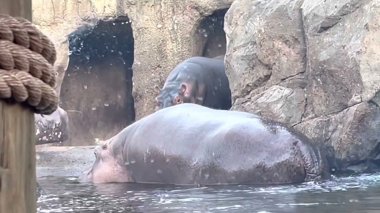 Fritz and Fiona at the Cincinnati Zoo