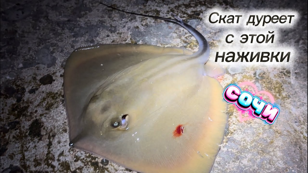 Ловля ската-кота на Черном море #fishing #сочи #рыбалка #seafishing #скат 