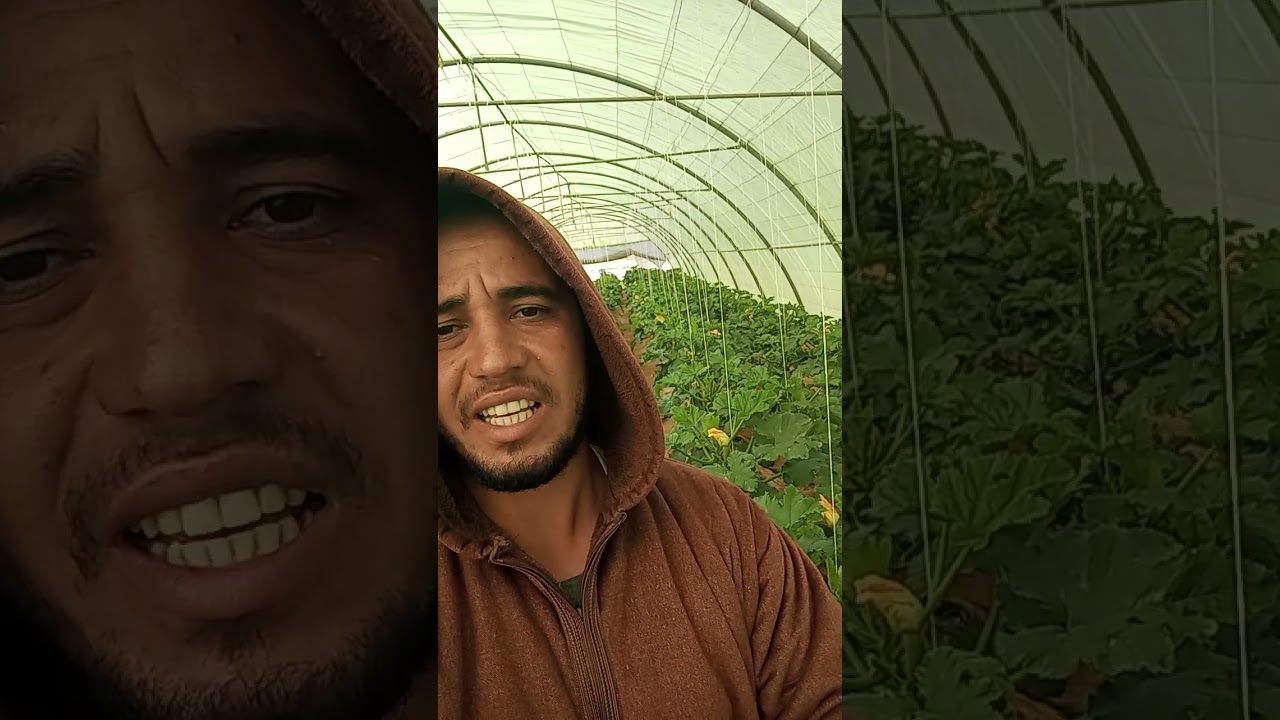 زراعة الكوسة داخل البيوت المحمية م أيمن جميل