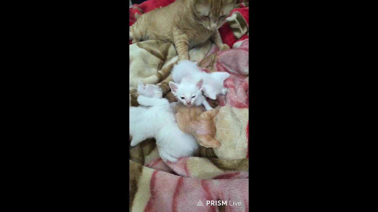 Little monsters on the loose 🐾🐈