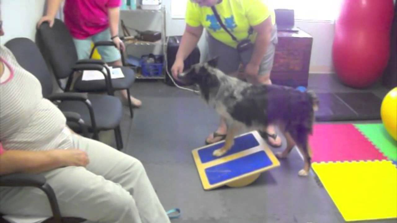 Make A Wobble Board To Help Tripawds Balance