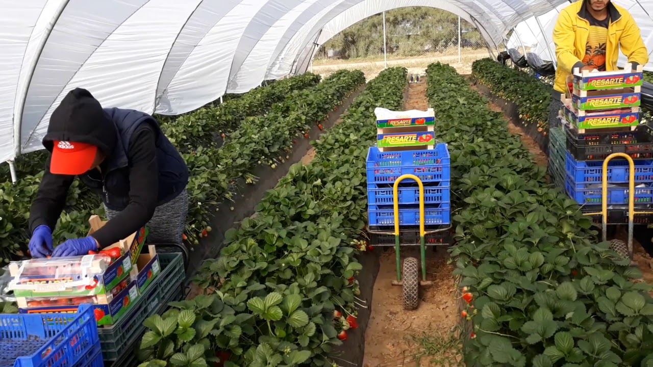 Z wizytą na plantacji truskawki w rejonie Huelva