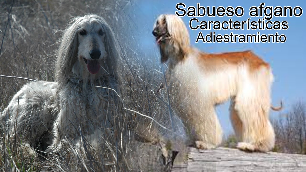 Sabueso AFGANO ¿Cuál es su PRECIO? ,🐩🐕