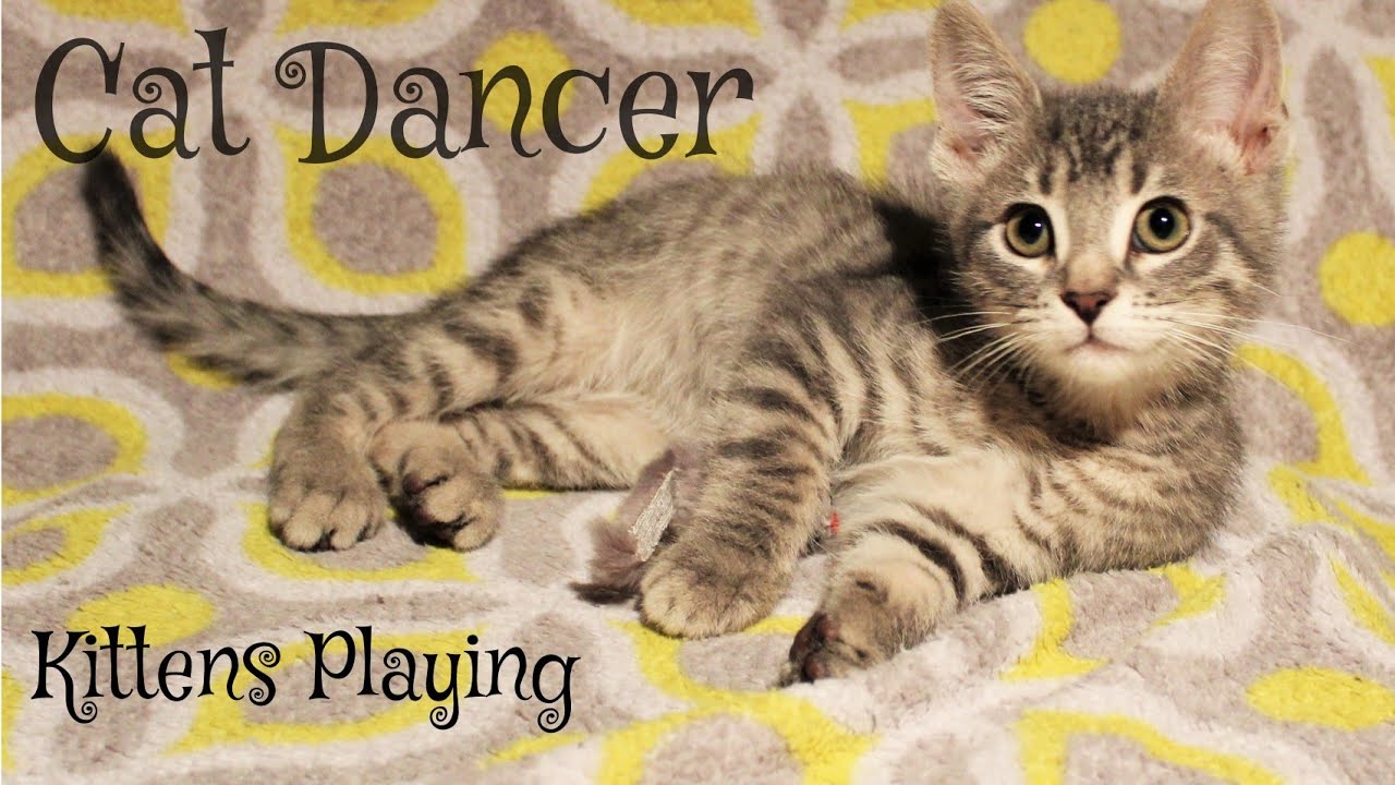 Cat Dancer Kittens Playing - Litter #30