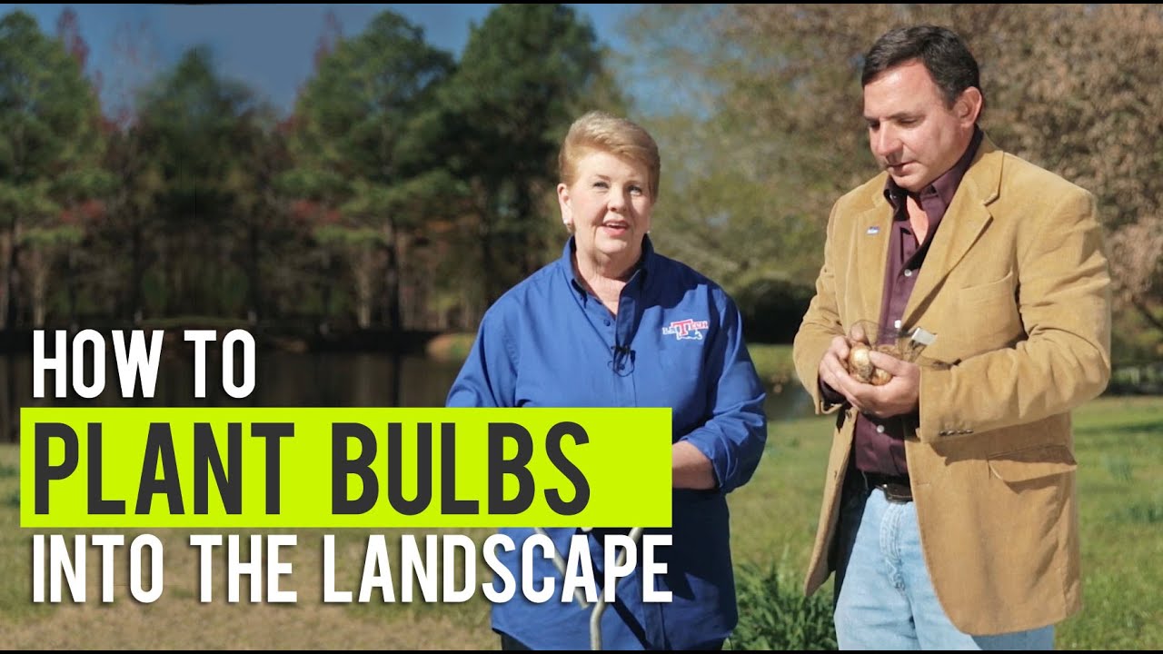 How to Naturalize Daffodils in the Landscape