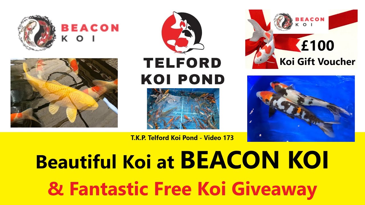 T.K.P.  Telford Koi Pond - Video 173 - Beautiful Koi at BEACON KOI & Fantastic Free Giveaway #koi