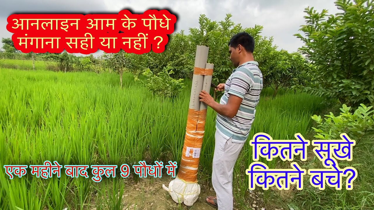 ऑनलाइन आम के पौधे का एक महीने बाद का हाल Buying Online Exotic Mango Plant 🥭 #farming #agriculture