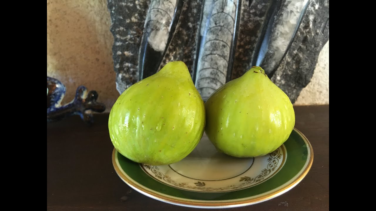 Figs. Инжир Janice Seedless (Kadota -Dottato). Сорт получен мной из США. Контейнерное выращивание.
