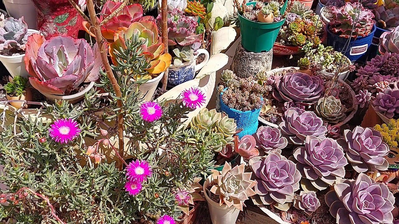 Cacto Margarida (lampranthus), dicas de Cultivo, floração e como fazer mudas