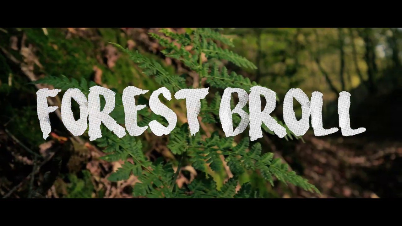 Cinematic Forest B-Roll