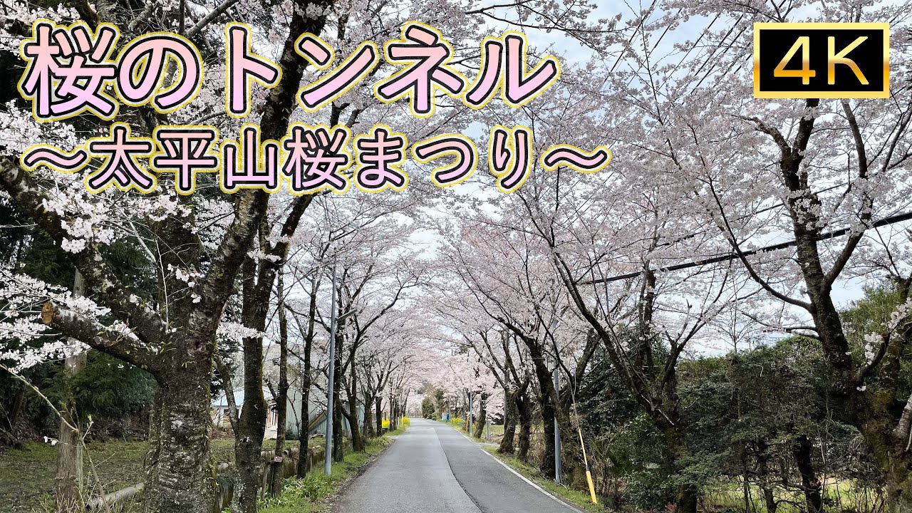 [桜]桜のトンネル 太平山桜まつり Cherry Blossom Tunnel