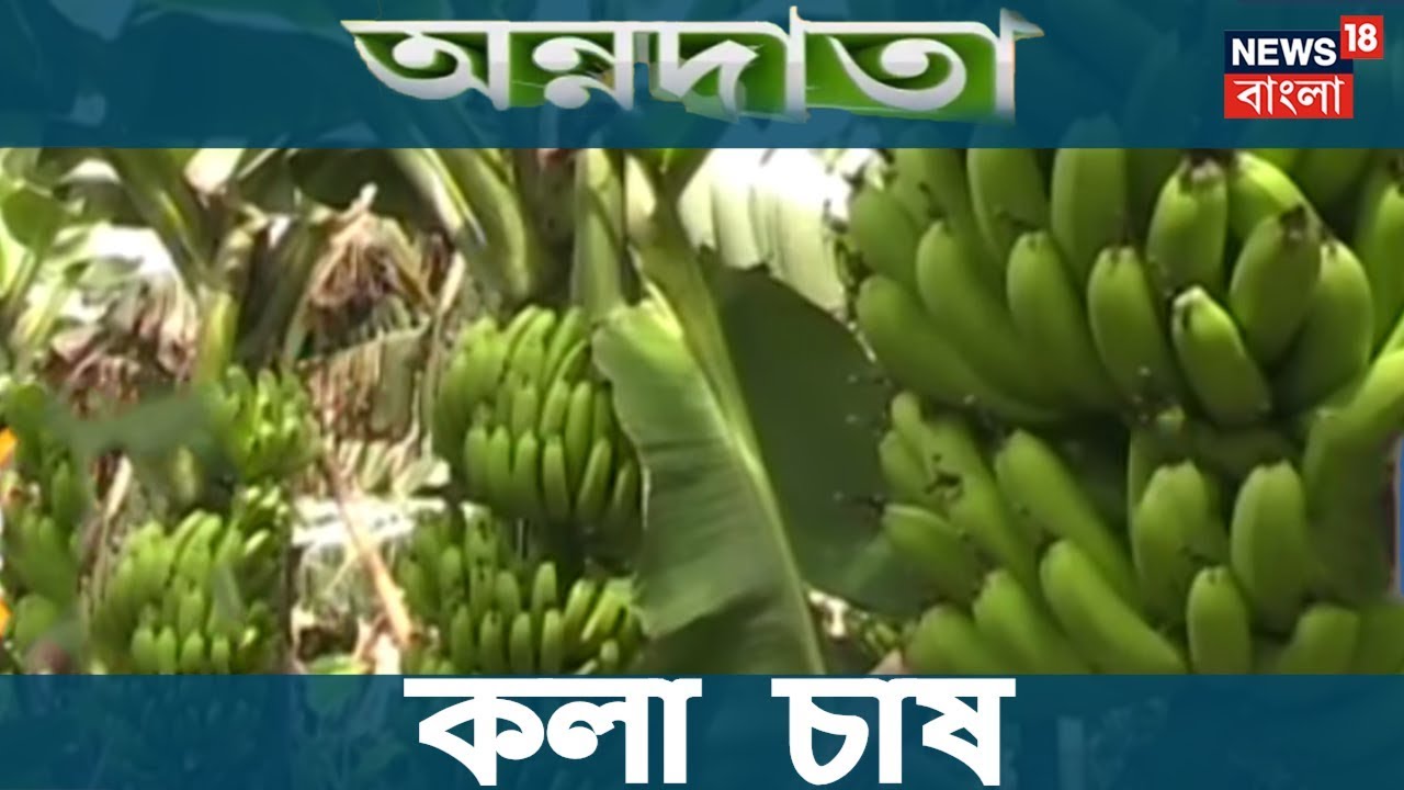অন্নদাতা । জি নাইন জাতের কলা  চাষ