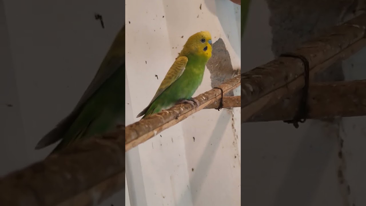 Greywing Male Budgie 