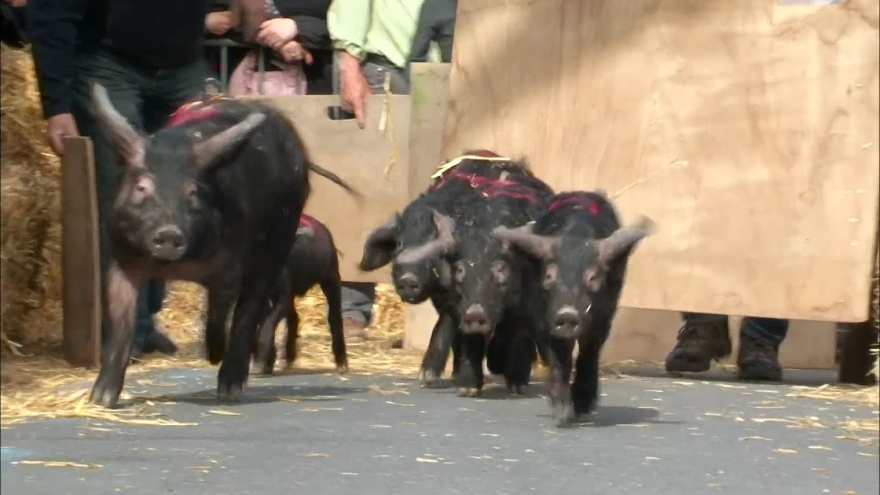 INSOLITE: Bienvenue à la fête du cochon !