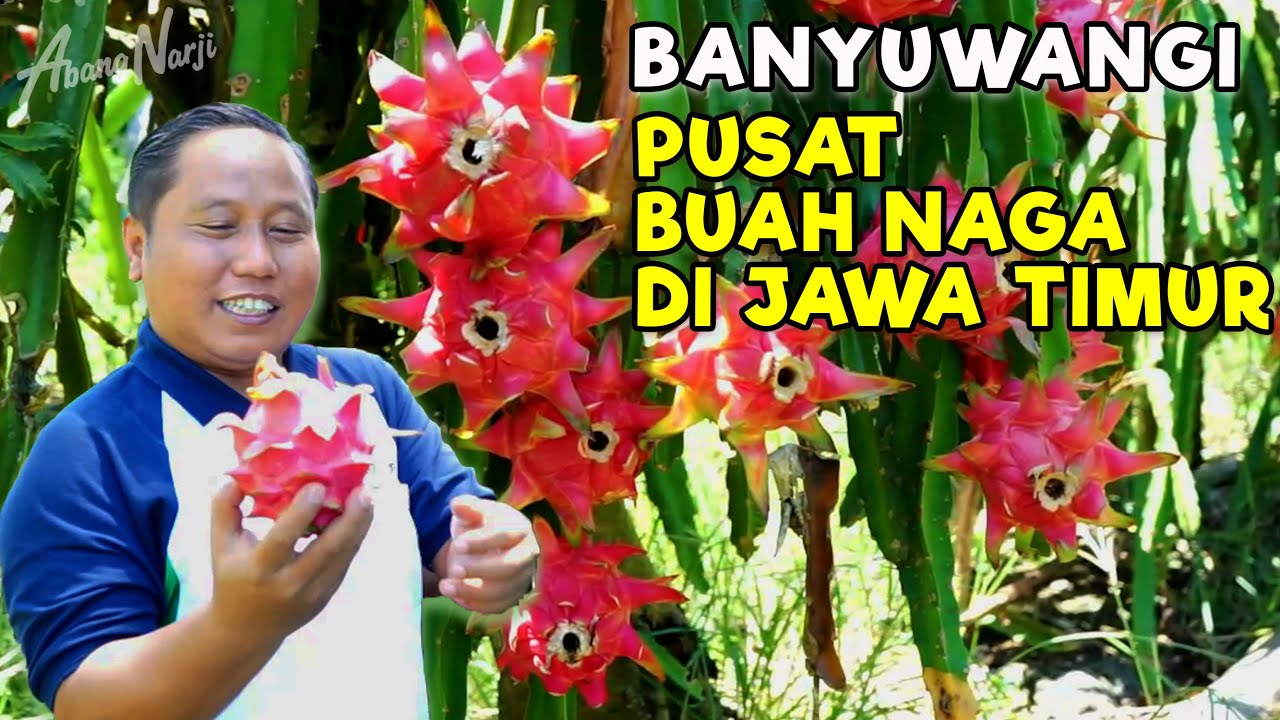 BANYUWANGI PUSAT BUAH NAGA DI JAWA TIMUR