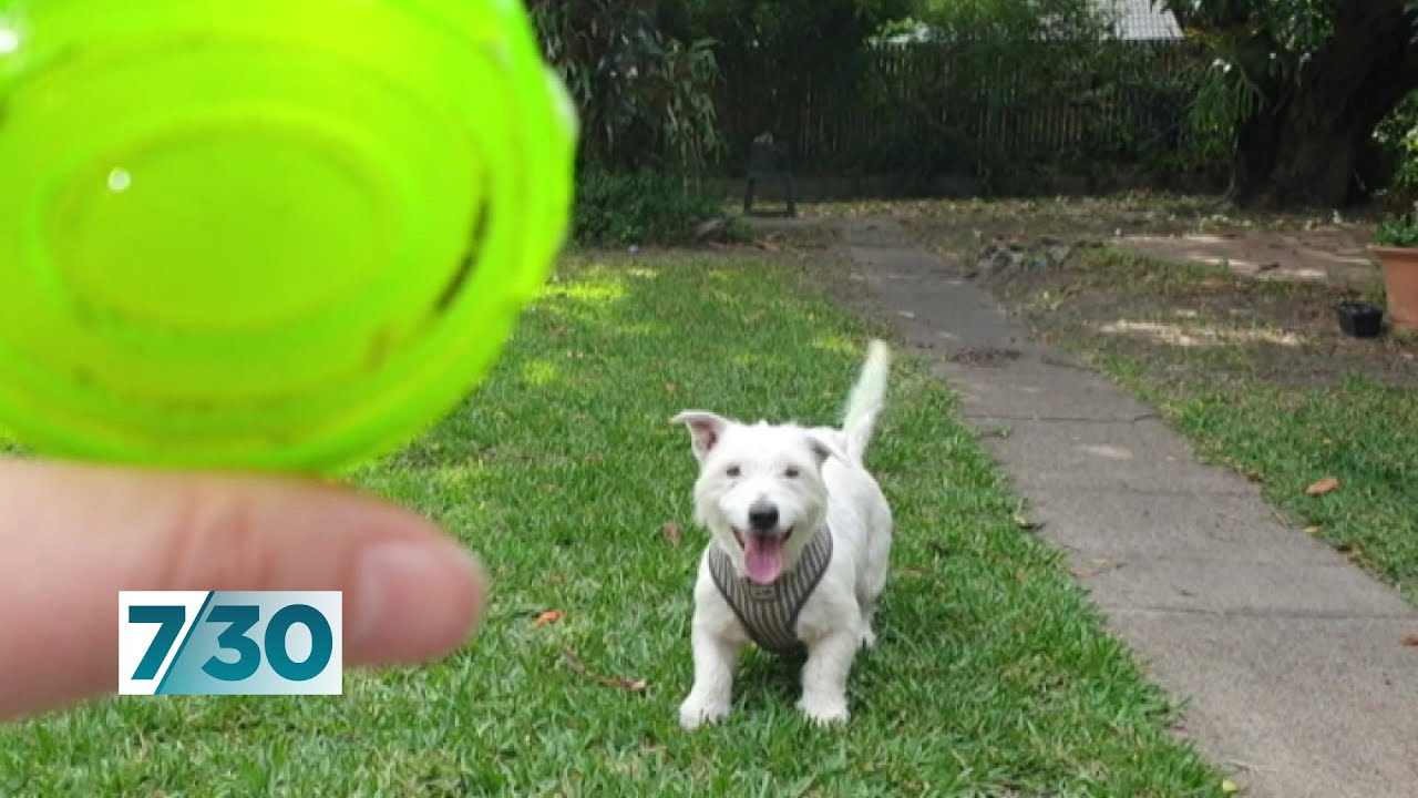Covid-19 foster dog becomes a permanent member of the family | 7.30