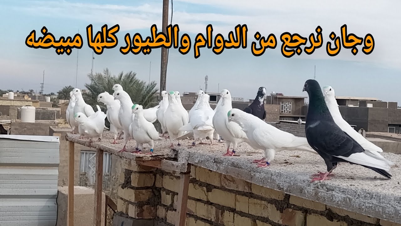 وجان نرجع بعد غياب من الدوام والطيور كلهن مبيضات ومطيار فول تعالو تونسو