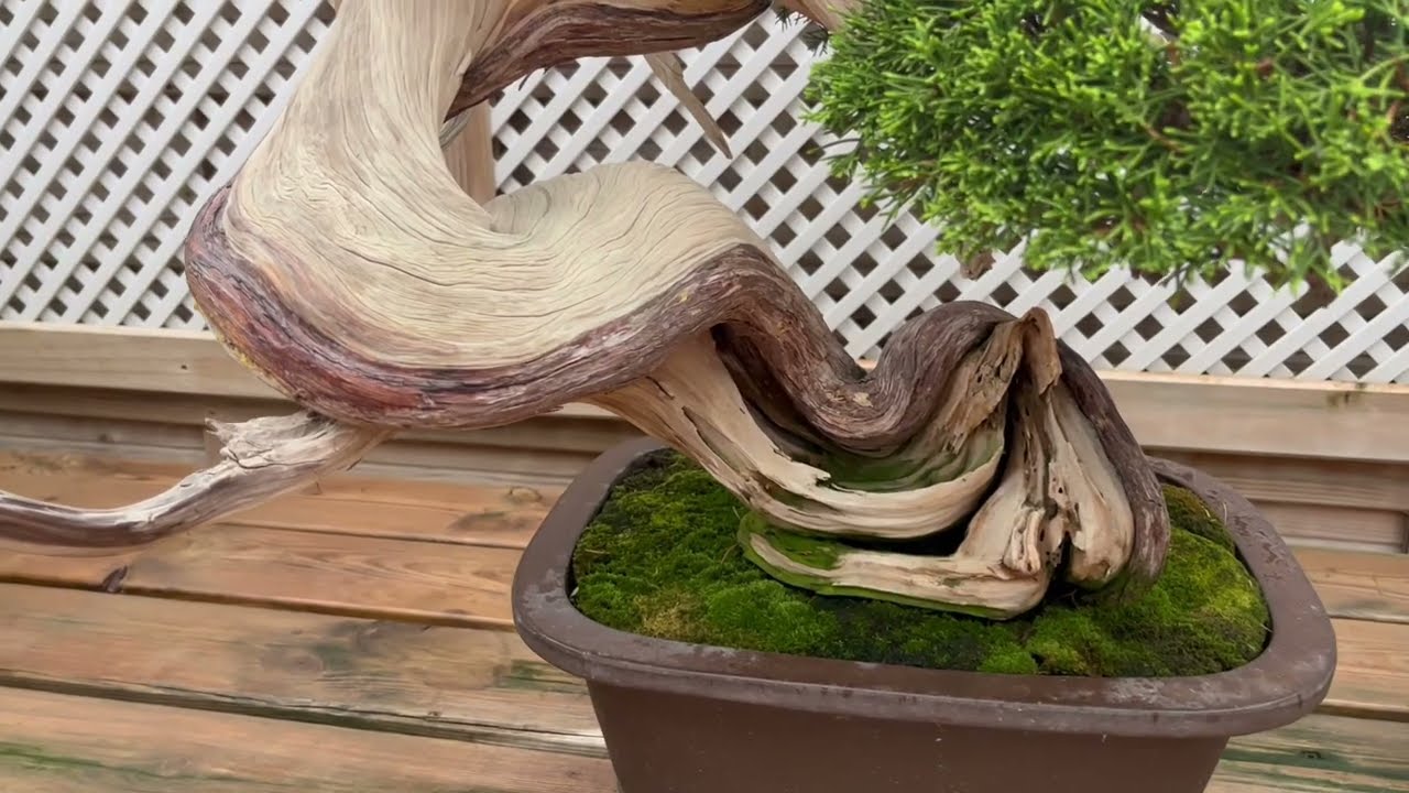 Bonsai techniques: Bonsai deadwood tips (Jin and Shari) by Andres Bicocca