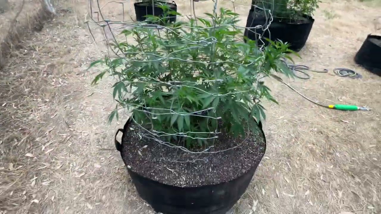 2022 outdoor weed grow