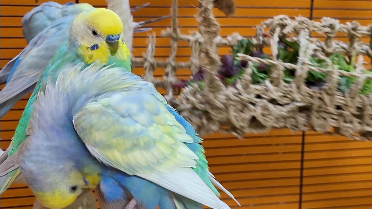 7 hours of relaxing budgie sounds