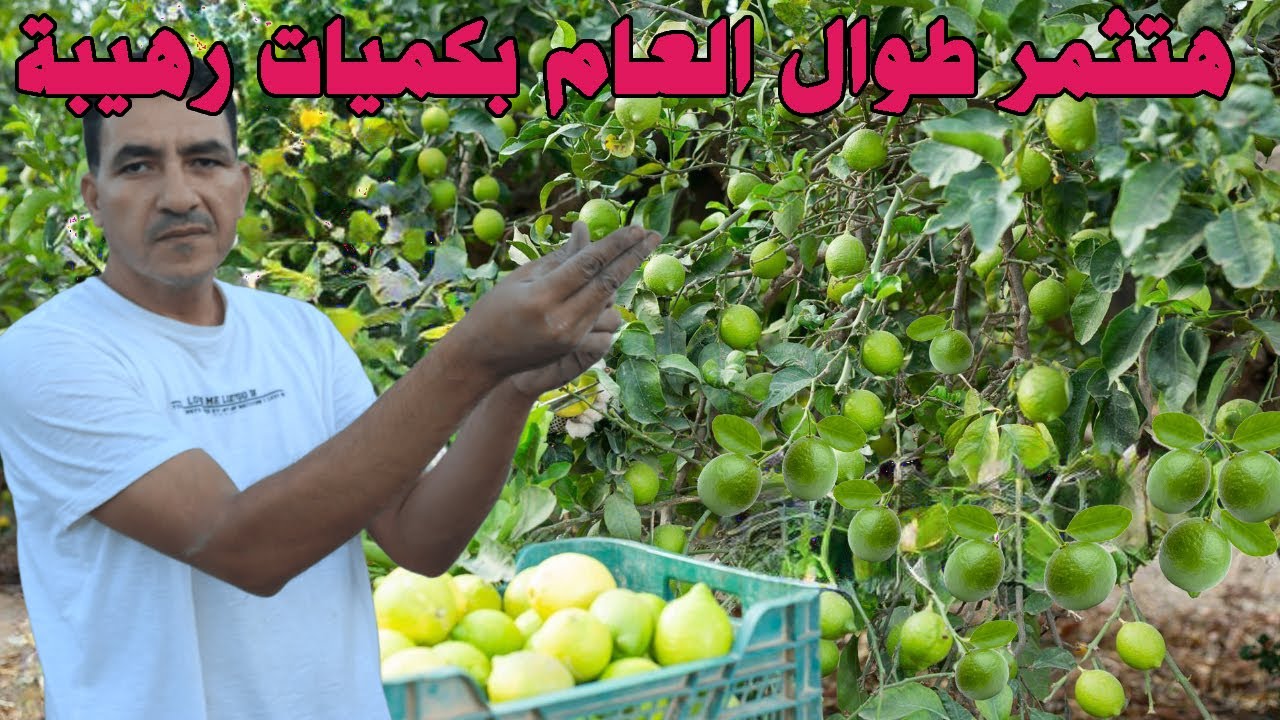 عايز شجرة الليمون🍋تثمر طوال العام وبكميات ضخمة👈اهم معاملة فى حياة شجرة الليمون لازم تعملها دلوقتى